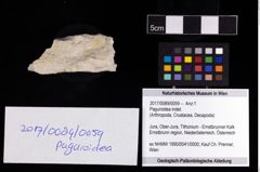 Foto (Objekt + Etikett) von Paguroidea indet.  (NHMW-GEO-2017-0089-0059)